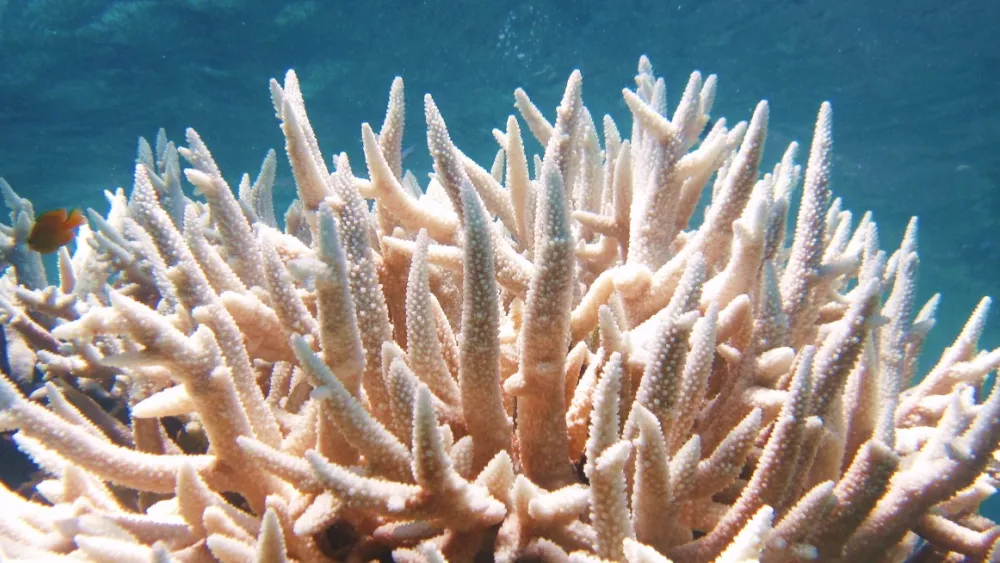 coral